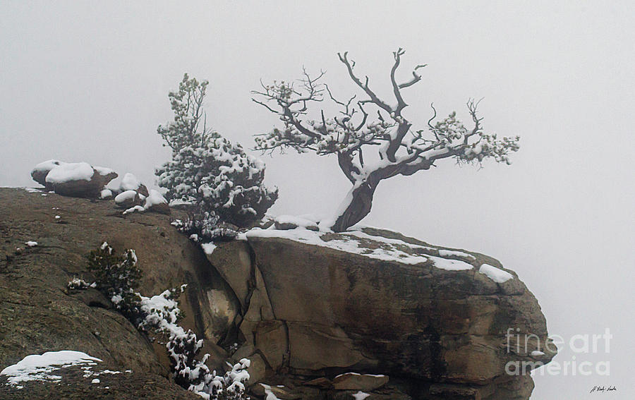 Juniper In Snow-Signed-#2572 Photograph by J L Woody Wooden