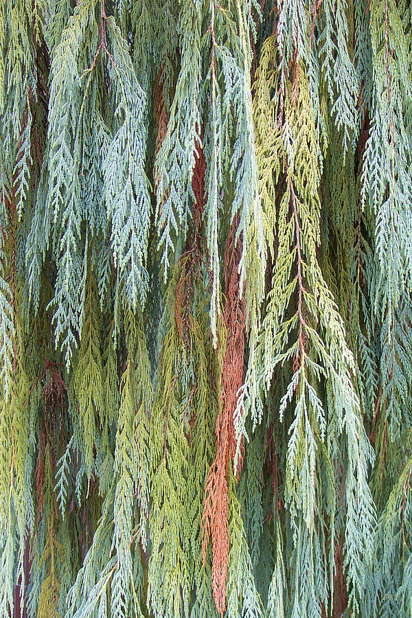 Juniper Leaves - Shades Of Green Photograph