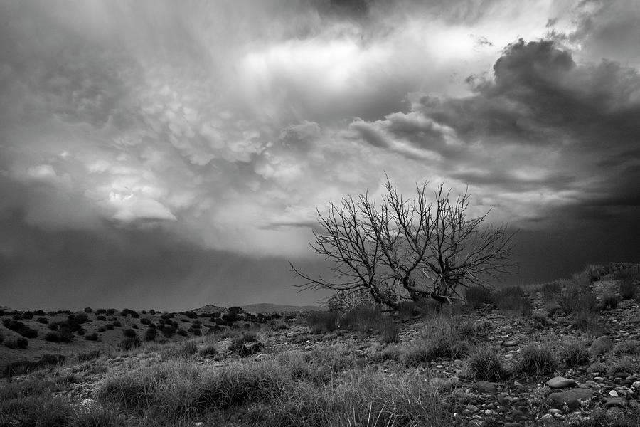 Juniper Skeleton and Storm Clouds B W Photograph by Mary Lee Dereske