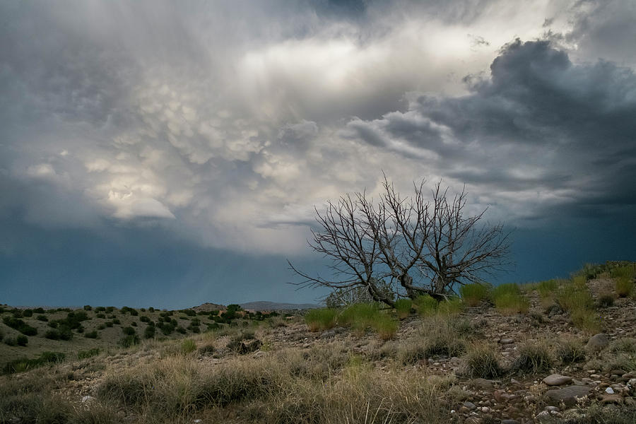 Juniper Skeleton and Storm Clouds Photograph by Mary Lee Dereske