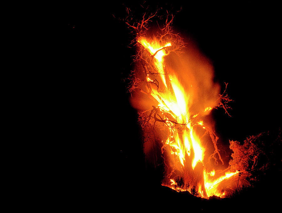 Juniper Torch Photograph by Robert Potts