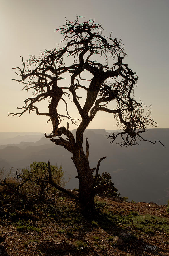 Juniper Tree at Grand Canyon Photograph by David Gordon