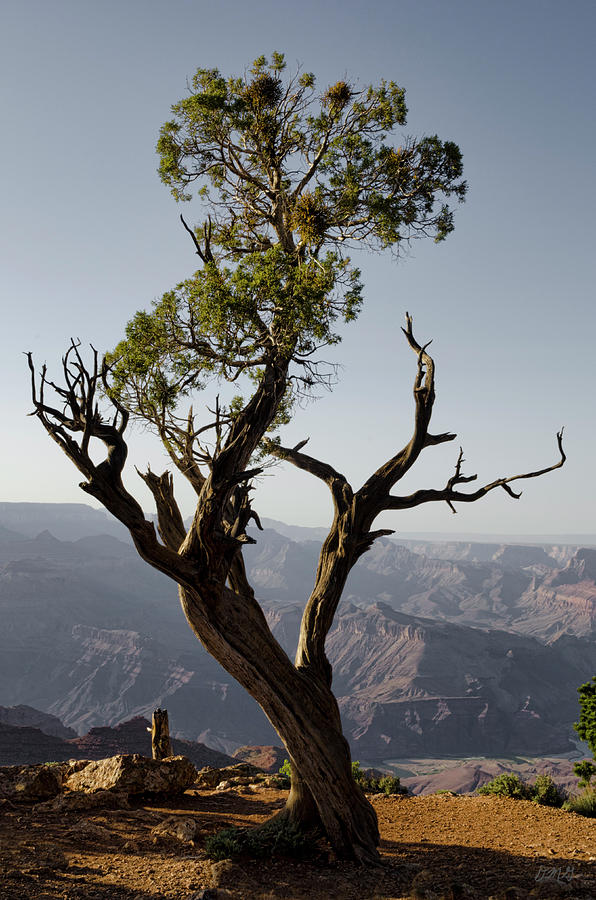 Juniper Tree at Grand Canyon II Photograph by David Gordon