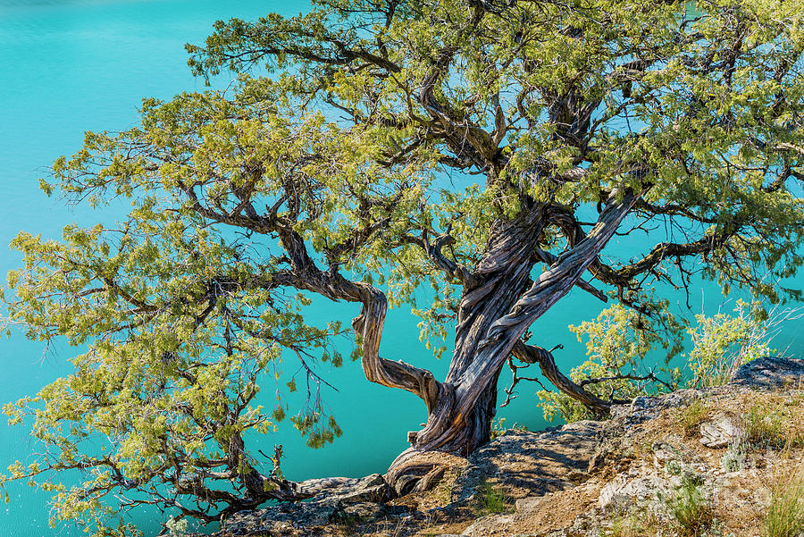 Juniper Tree Photograph by Michael Wheatley