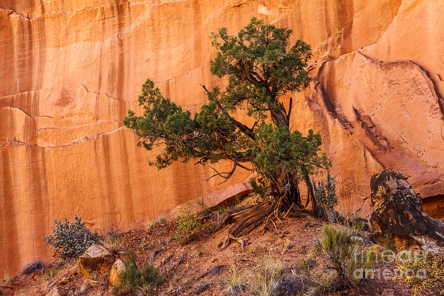 Juniper Tree Utah Photograph by Ben Graham