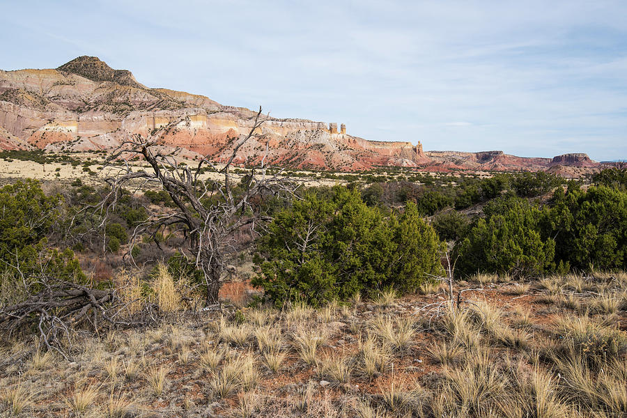 Juniper Trees and Sandstone Mesas Photograph by Tom Cochran