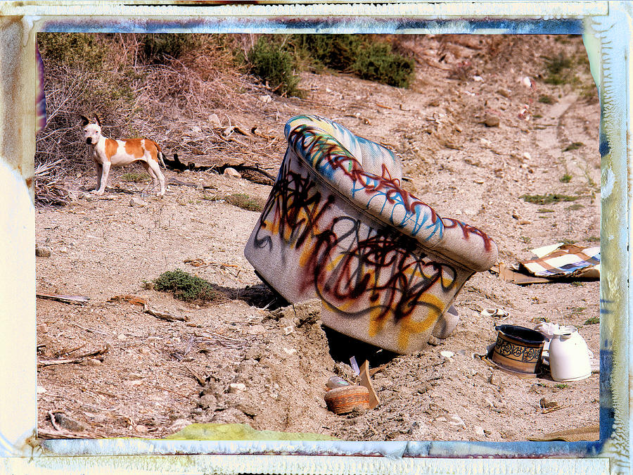 Junkyard Dog Photograph by Dominic Piperata