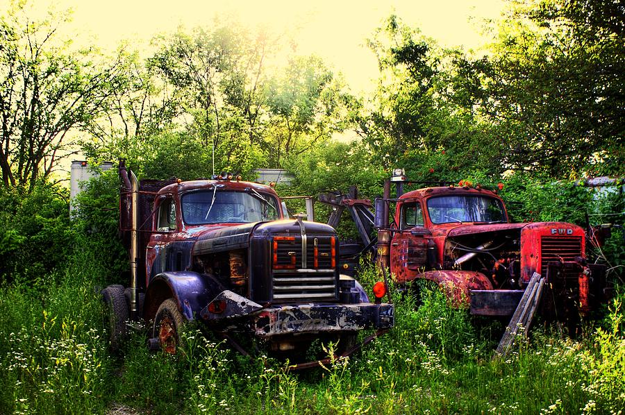 Junkyard Dogs Photograph by Off The Beaten Path Photography - Andrew Alexander
