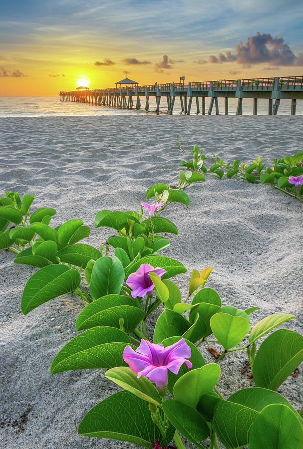 Juno Beach Pier Purple Flowers Photograph by Kim Seng
