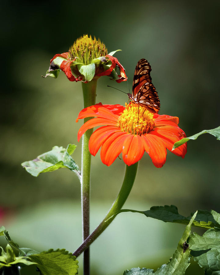 Juno Longwing Butterfly Jardin Botanico del Quindio Photograph by Adam Rainoff