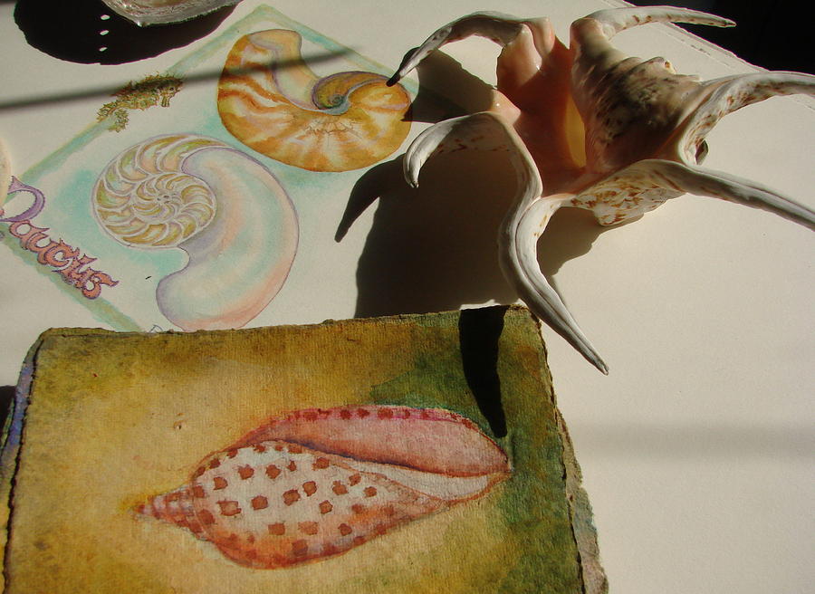 Shell Painting - Junonia Volute Shell by Phyllis OShields