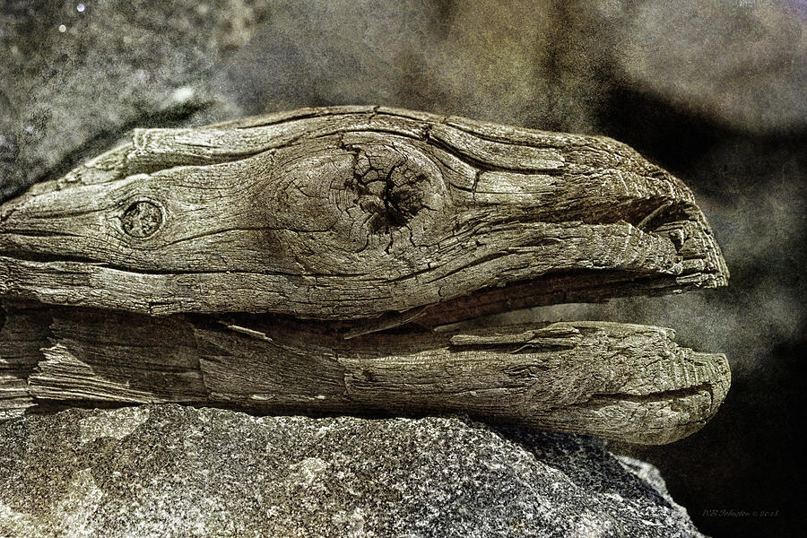 Jurassic Driftwood Photograph by WB Johnston