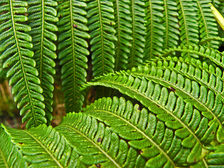 Ferns Photograph - Jurassic Ferns by Elizabeth Hoskinson