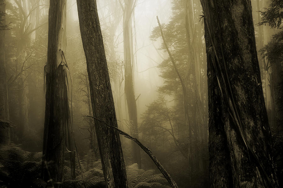 Trees Photograph - Jurassic memories by Mihai Florea Trees Photograph - Jurassic memories by Mihai Florea