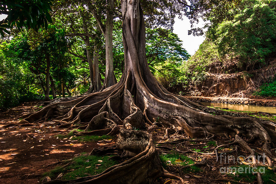 Jurassic Park Tree Photograph by Blake Webster