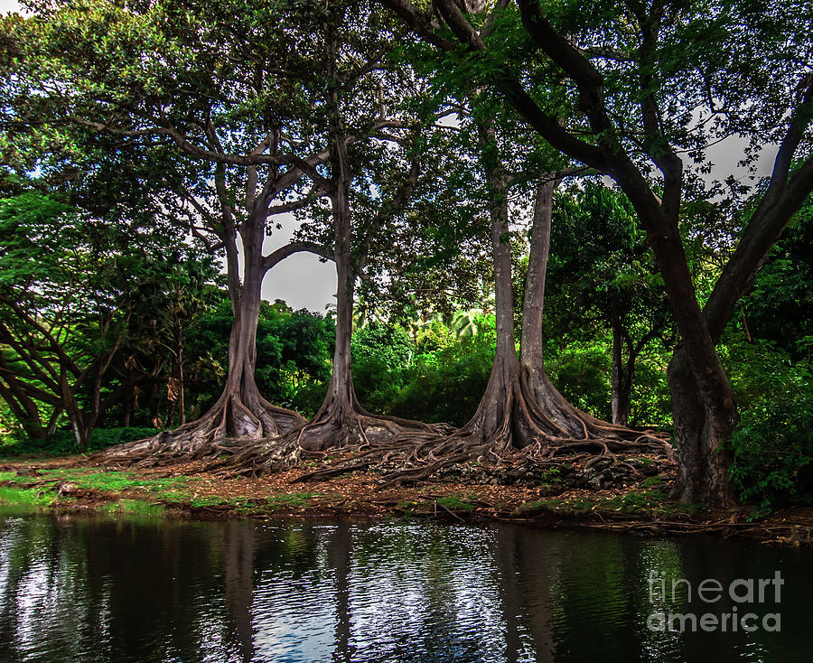 Jurassic Park Tree Group On River Photograph by Blake Webster