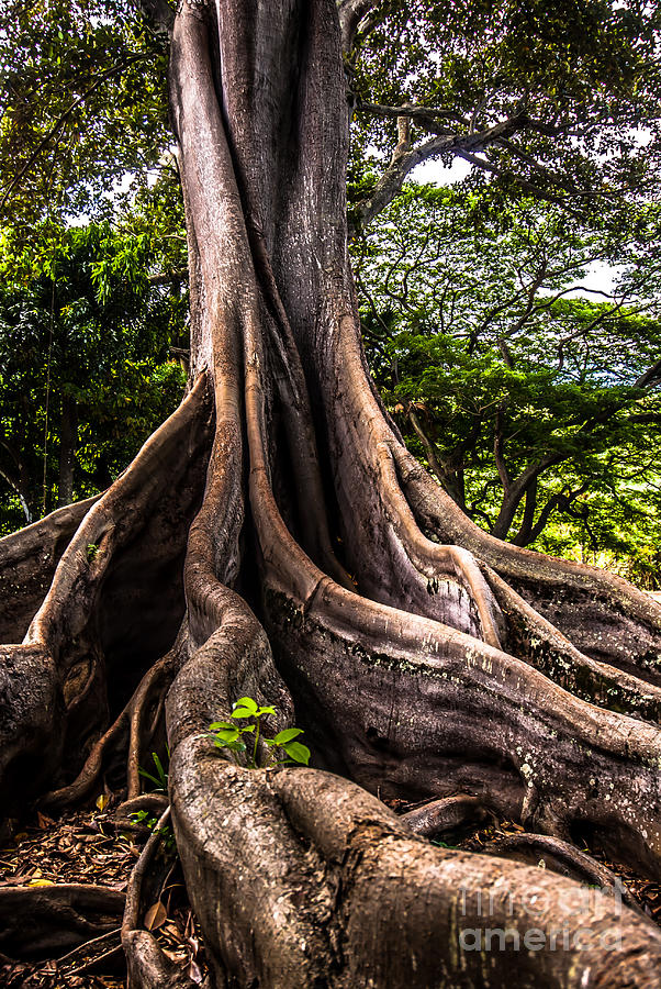 Jurassic Park Tree Roots Photograph by Blake Webster
