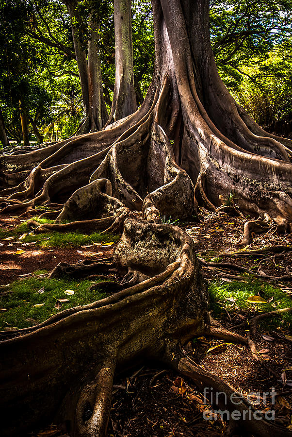 Jurassic Park Tree Trailing Root Photograph by Blake Webster