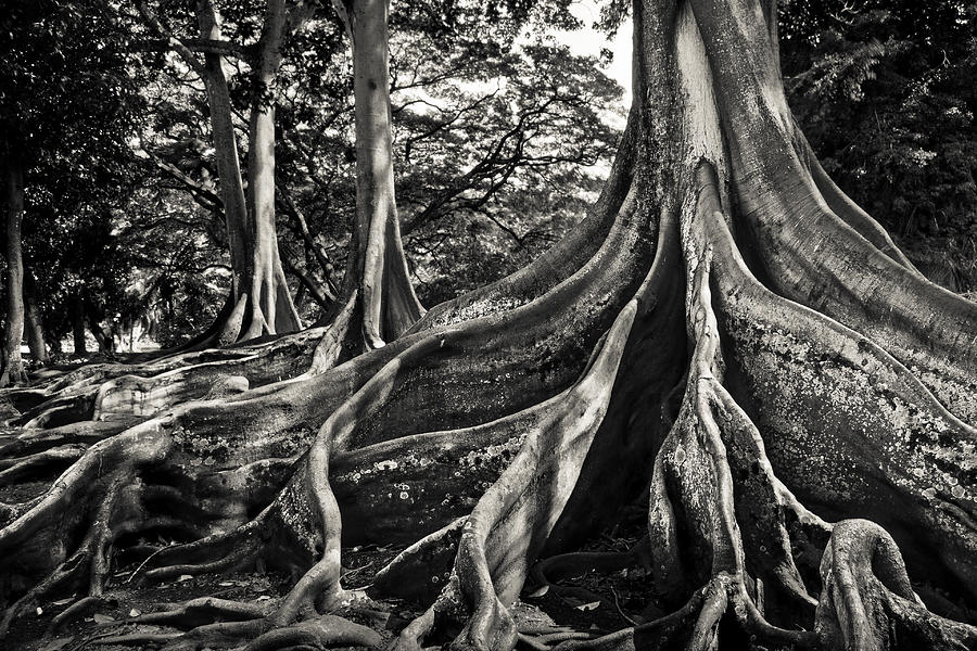 Jurassic Park Photograph - Jurassic Trees by Thorsten Scheuermann