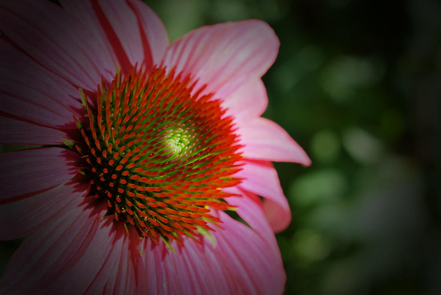 Summer Photograph - Just a Cone by Richard Andrews