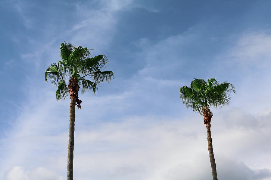 Just a Couple Palm Trees Photograph by Robert Wilder Jr
