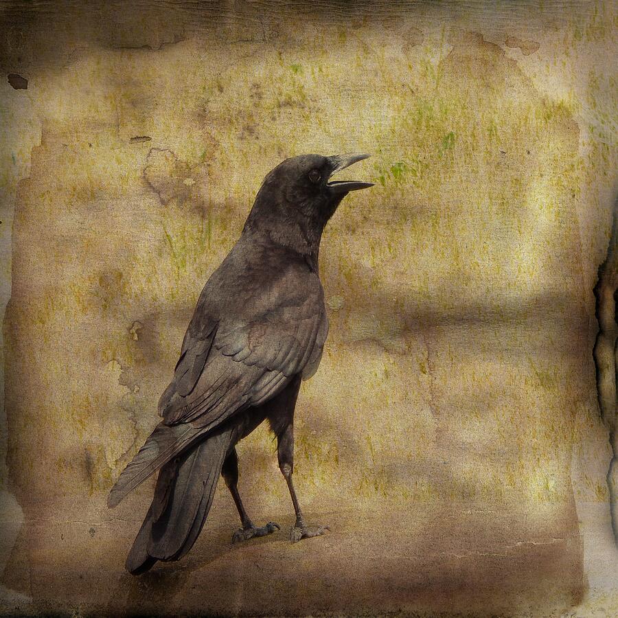 Just A Crow Photograph by Gothicrow Images - Fine Art America