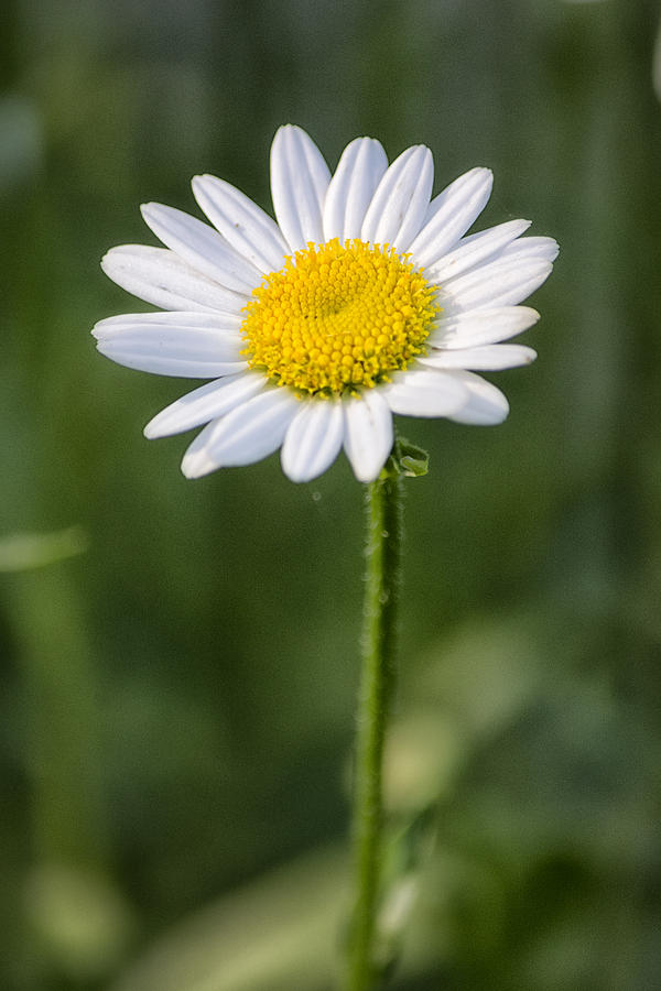 Just A Daisy Photograph by Robert Fawcett