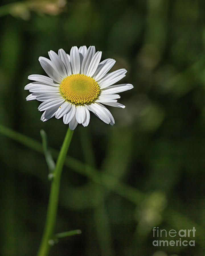 Just a Daisy Photograph by Rod Best