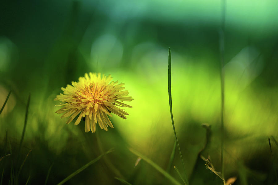 Flower Photograph - Just A Dandelion by Gary Yost