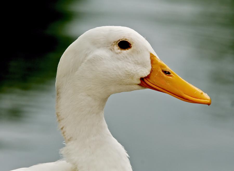 Just a Duck Photograph by Larry Jost - Pixels