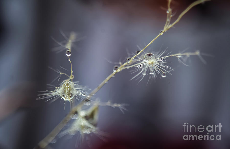 Just A Few Drops Photograph by Michelle Meenawong