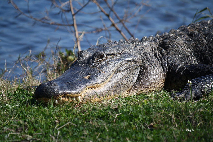 Alligator Photograph - Just A Few Steps Closer Dear by Roena King