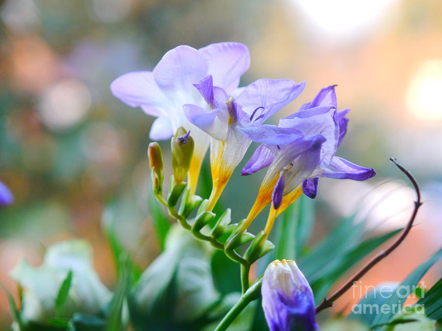 Just A Freesia by Lance Sheridan-Peel Just A Freesia by Lance Sheridan-Peel