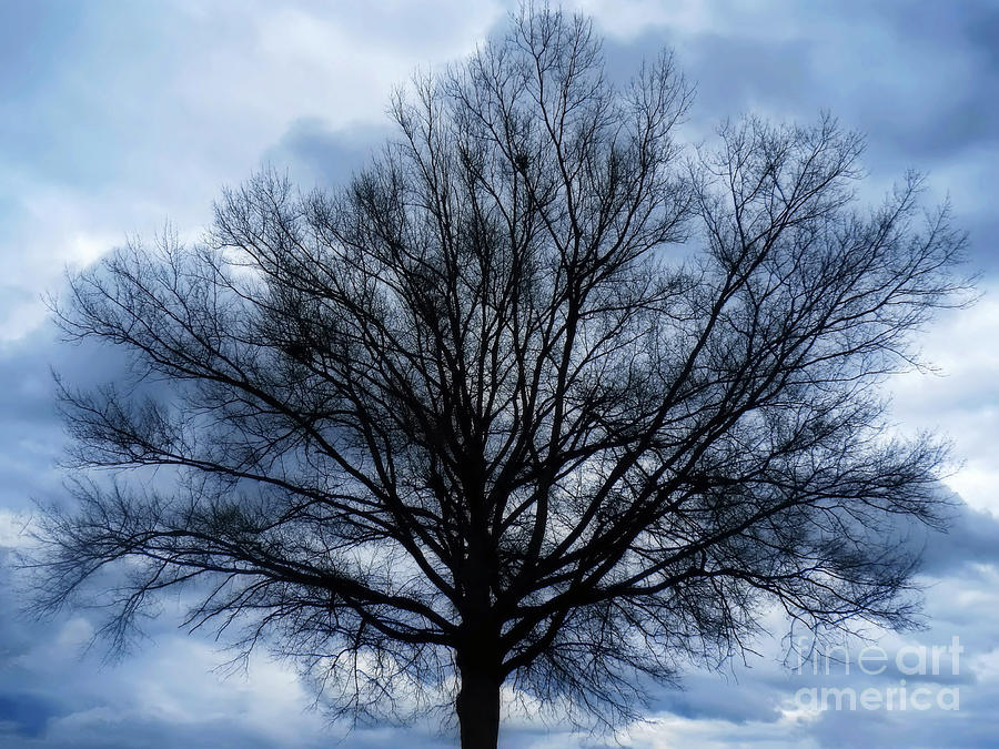 Nature Photograph - Just a Gray Blue Day by Sue Melvin