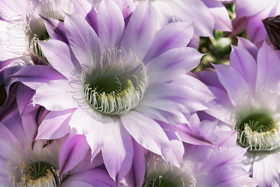 Just A Hint of Lavender  Photograph by Saija Lehtonen