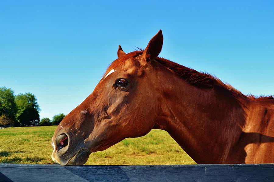 Just a Horse Photograph by Eileen Brymer