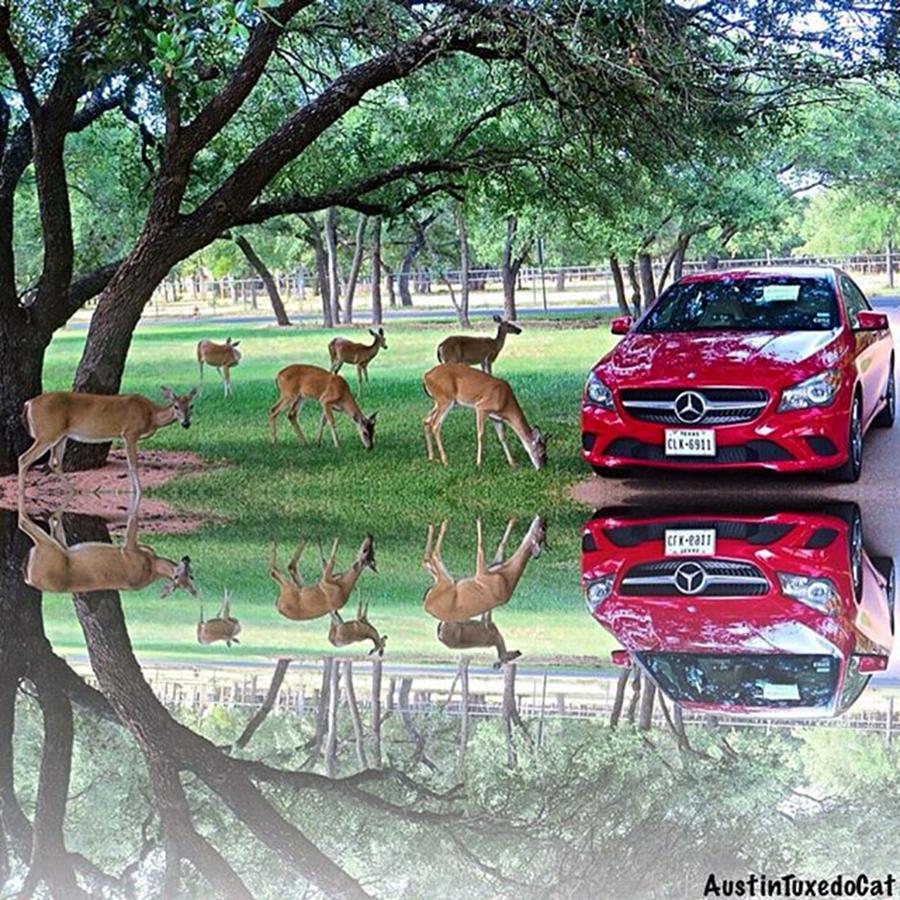 Deer Photograph - Just A Little Bit #crazy, #fun And by Austin Tuxedo Cat