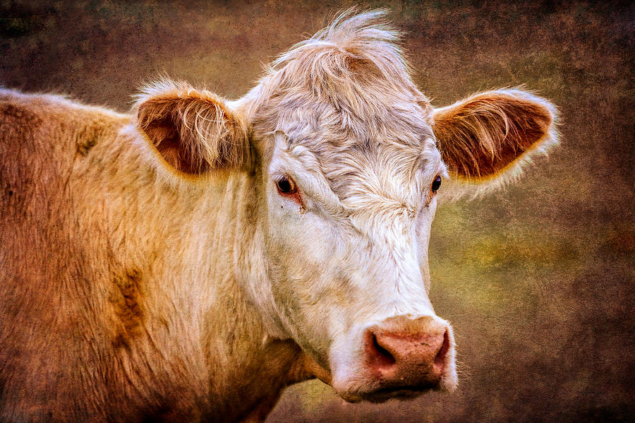 Just a Lovely Cow Photograph by Robert Mullen - Fine Art America