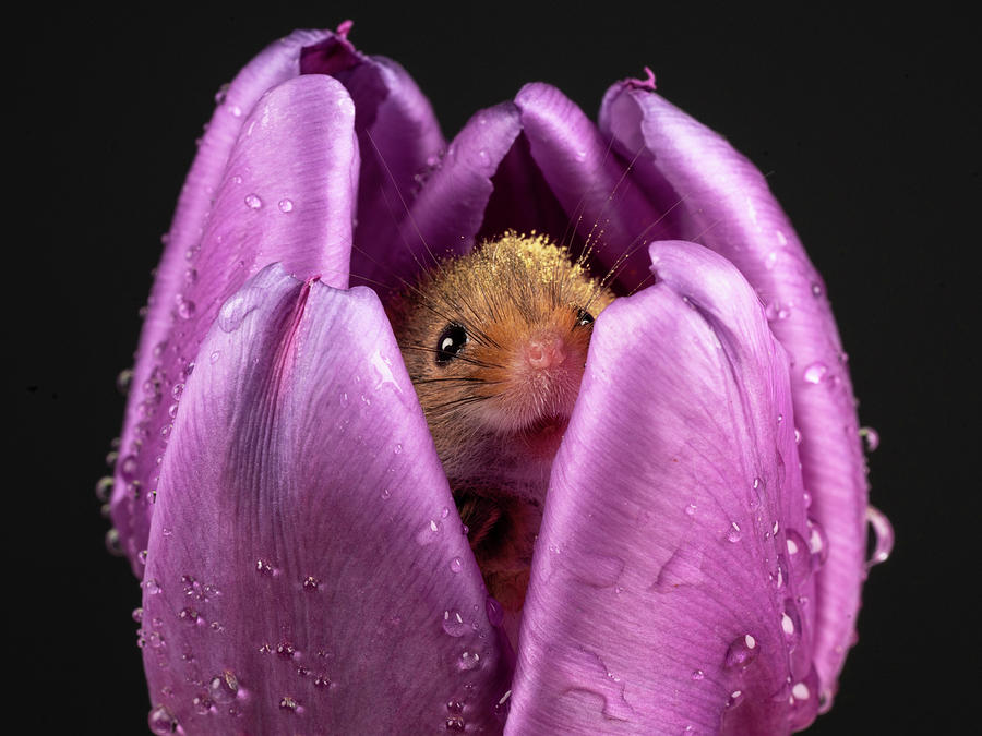 Just a Mouse inside a Tulip Photograph by Framing Places