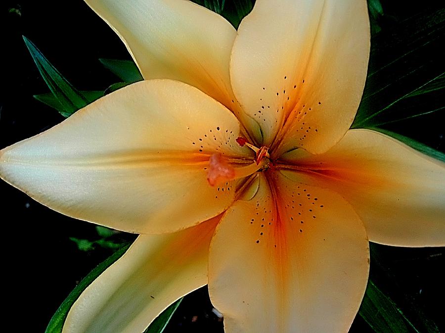 Just A Peachy Lily Photograph by Beth Akerman