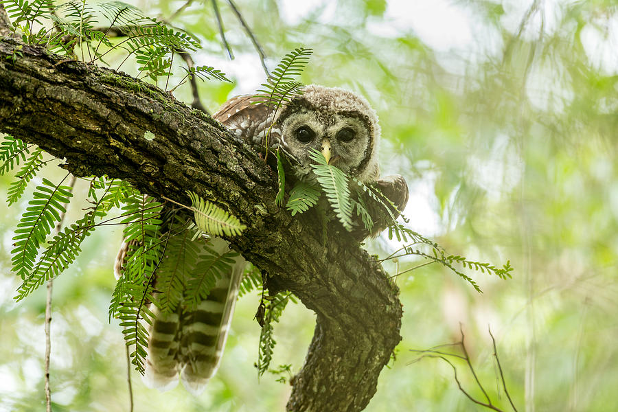 Owl Photograph - Just a Peek by David Eppley