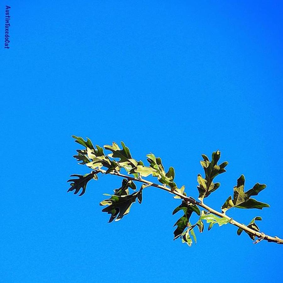 Nature Photograph - Just A Perfect #sunny #noclouds by Austin Tuxedo Cat