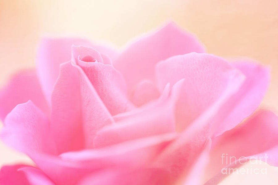 Just A Pink Rose... Photograph