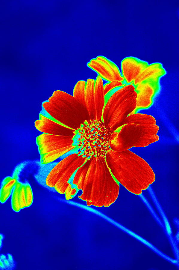Just A Pretty Little Desert Flower In Red Photograph