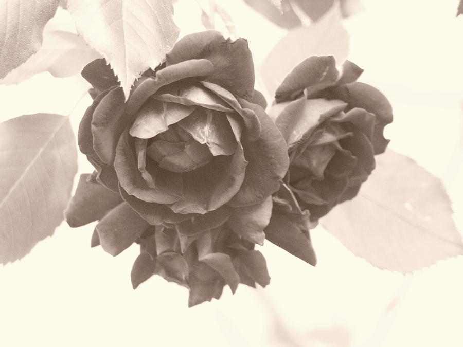 Just a Rose - Sepia Photograph by Jeffrey Peterson