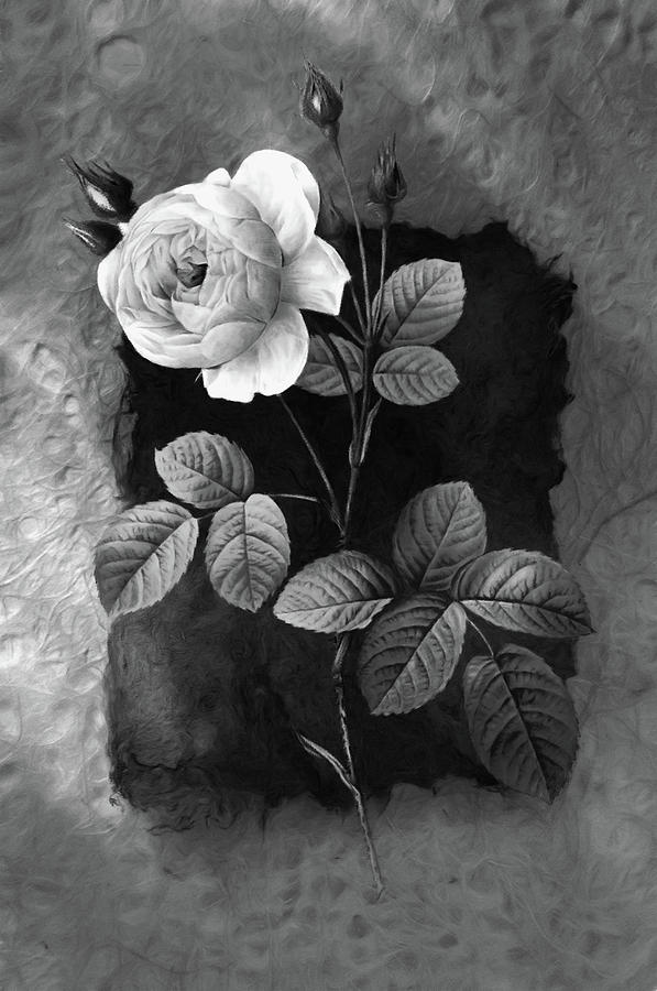 Japanese Paper Mixed Media - Just A Rose Black and White by Georgiana Romanovna