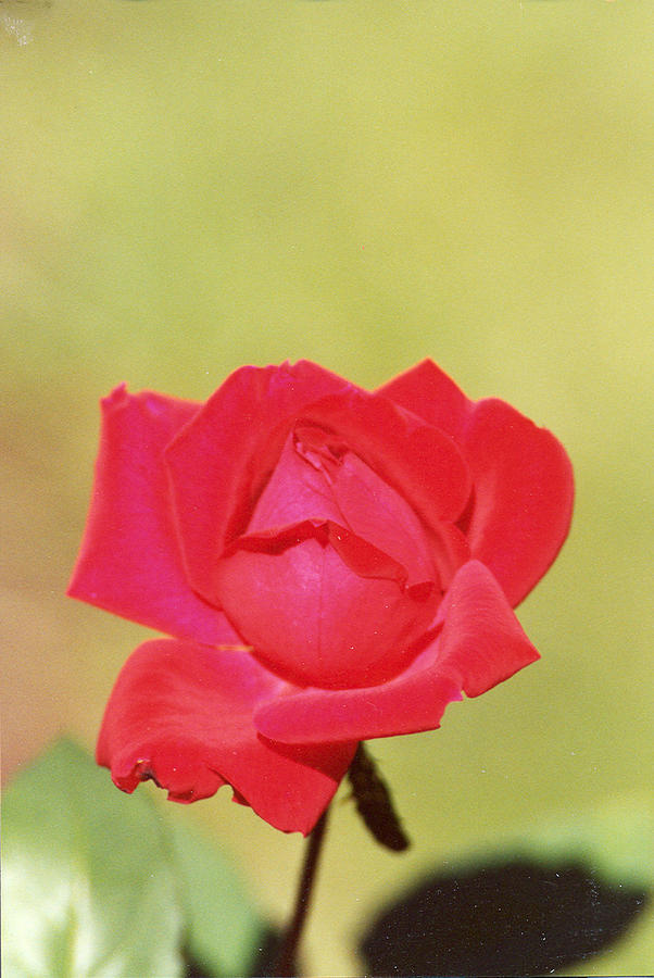 Just a Rose Photograph by Emery Graham