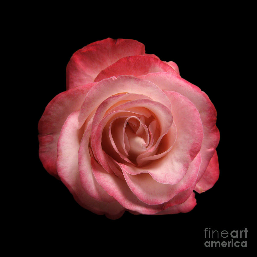 Pink Rose Photograph - Just a Rose by Peter Piatt