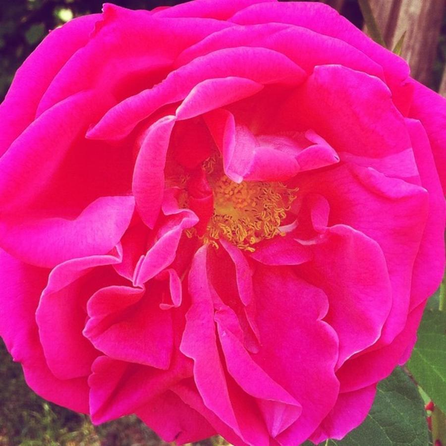 Flower Photograph - Just A Rose...#floral #flowers #pink by Jennifer Beaudet