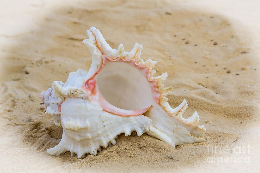 Just a Shell Photograph by Geraldine DeBoer